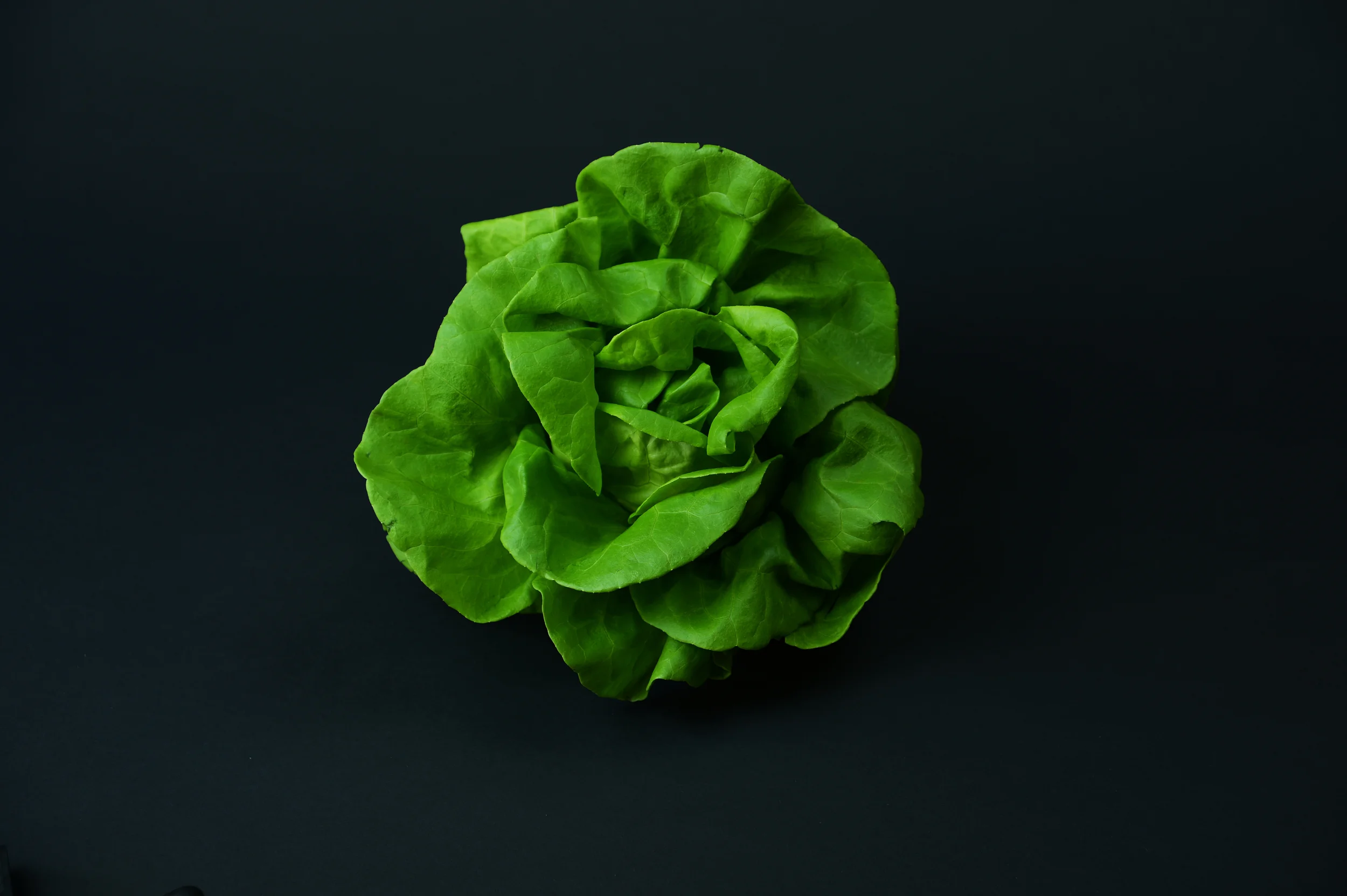 Suncrest™ Bibb Lettuce