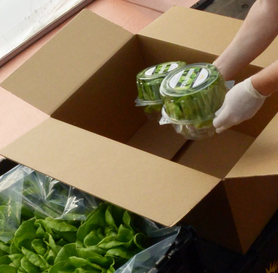 Harvesting is always done carefully with gloves and equipment is sanitized before and after every harvest.