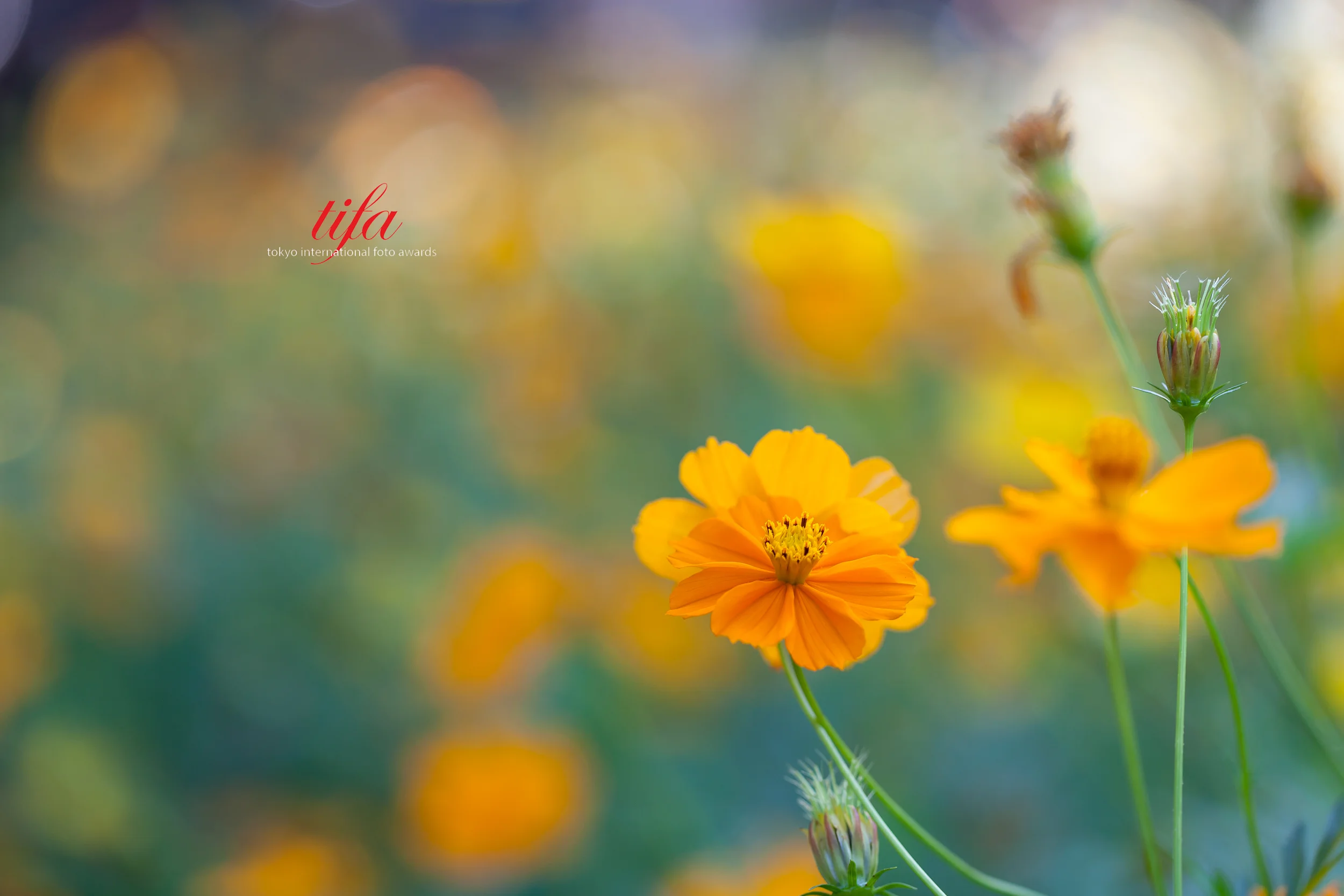 Yellow Cosmos, Austin, TX