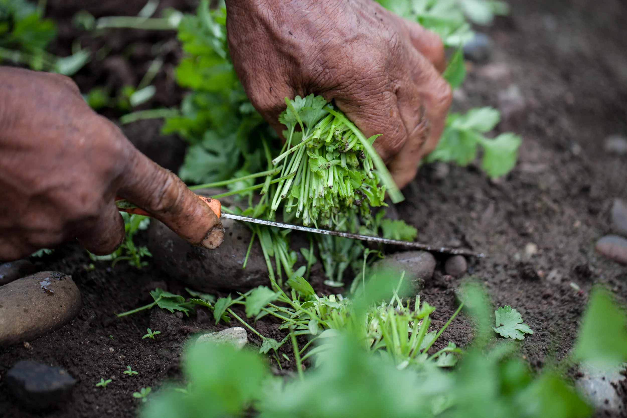 Cilantro Harvest | Clackamas River, Oregon City, Oregon