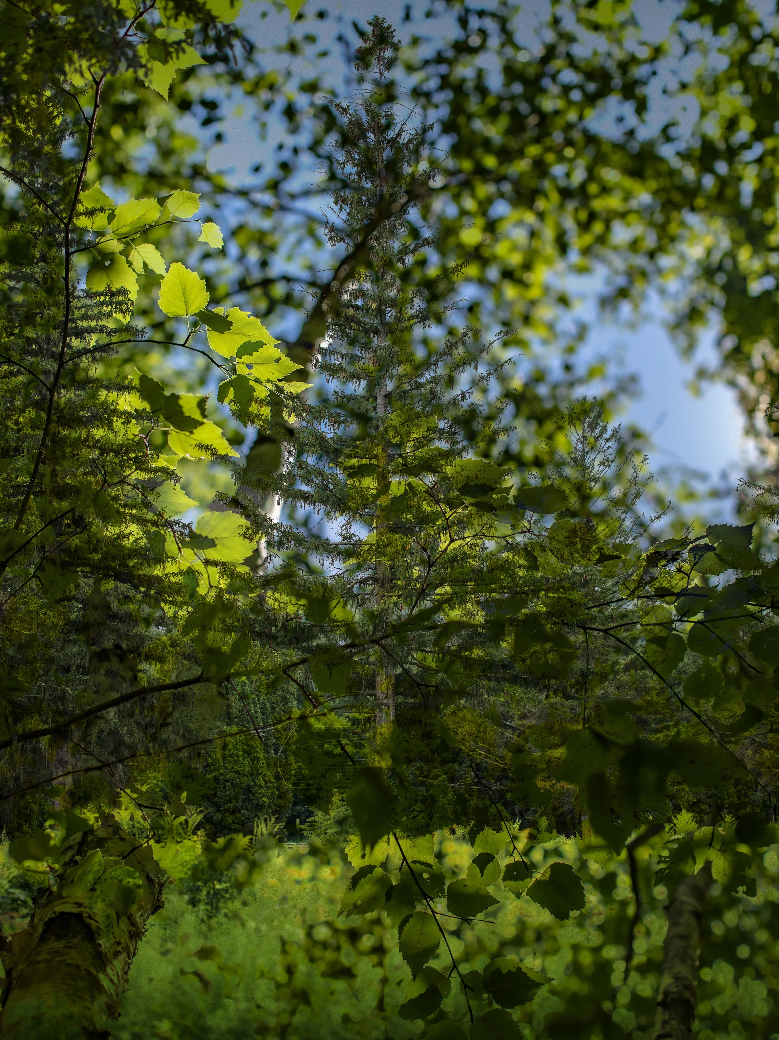 BERKSHIRES22.jpg