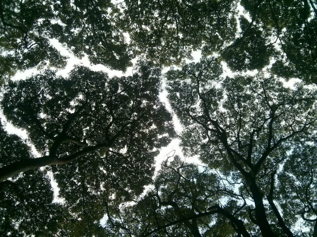 Trees needing their own personal space, no touching allowed…..who knew?