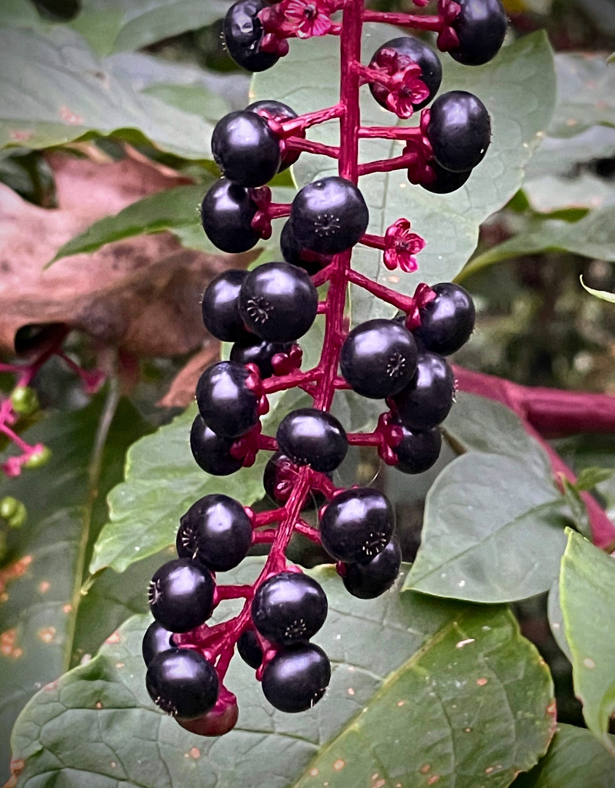 Pokeberries from Davidson campus.