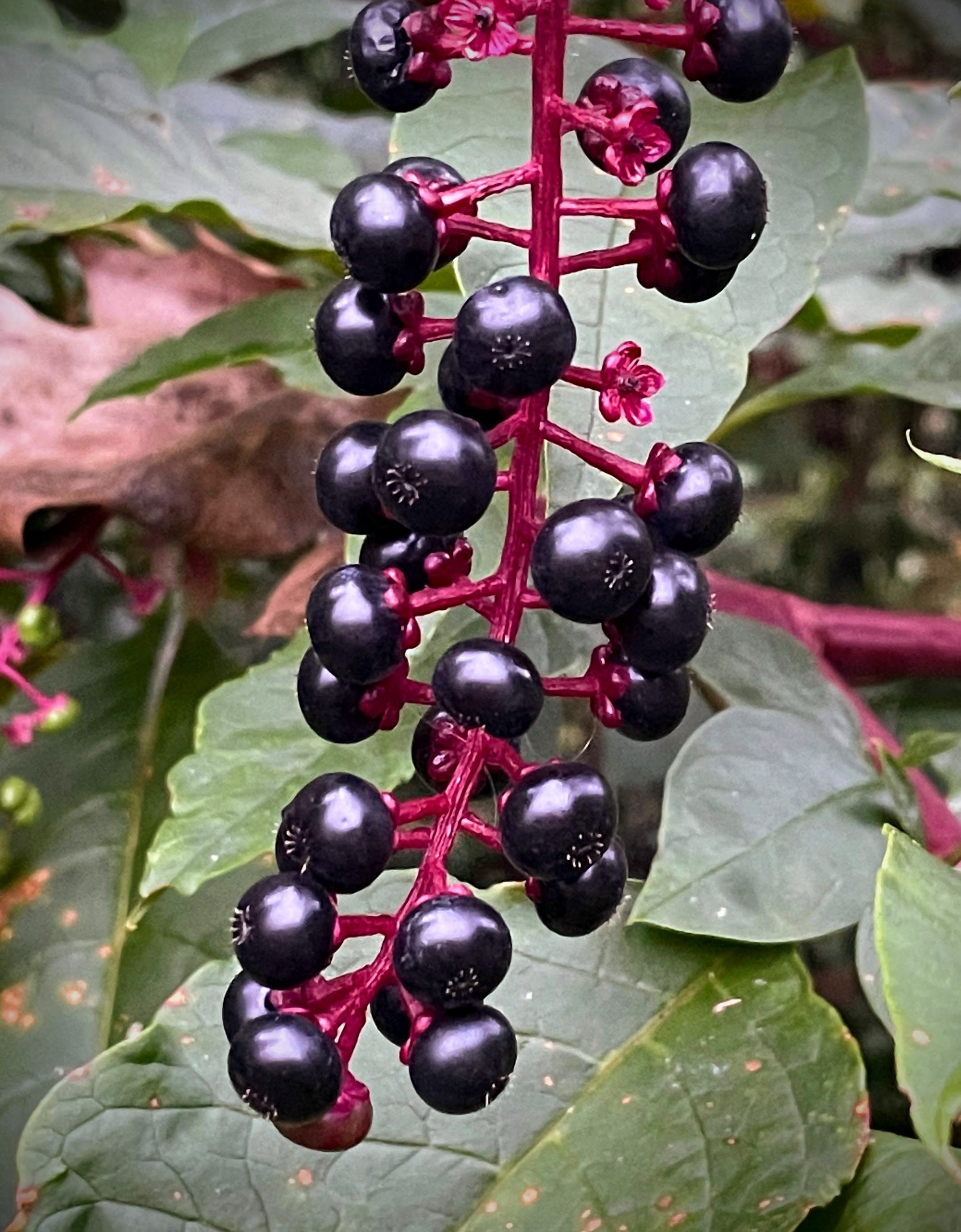  Pokeberries from Davidson campus. 