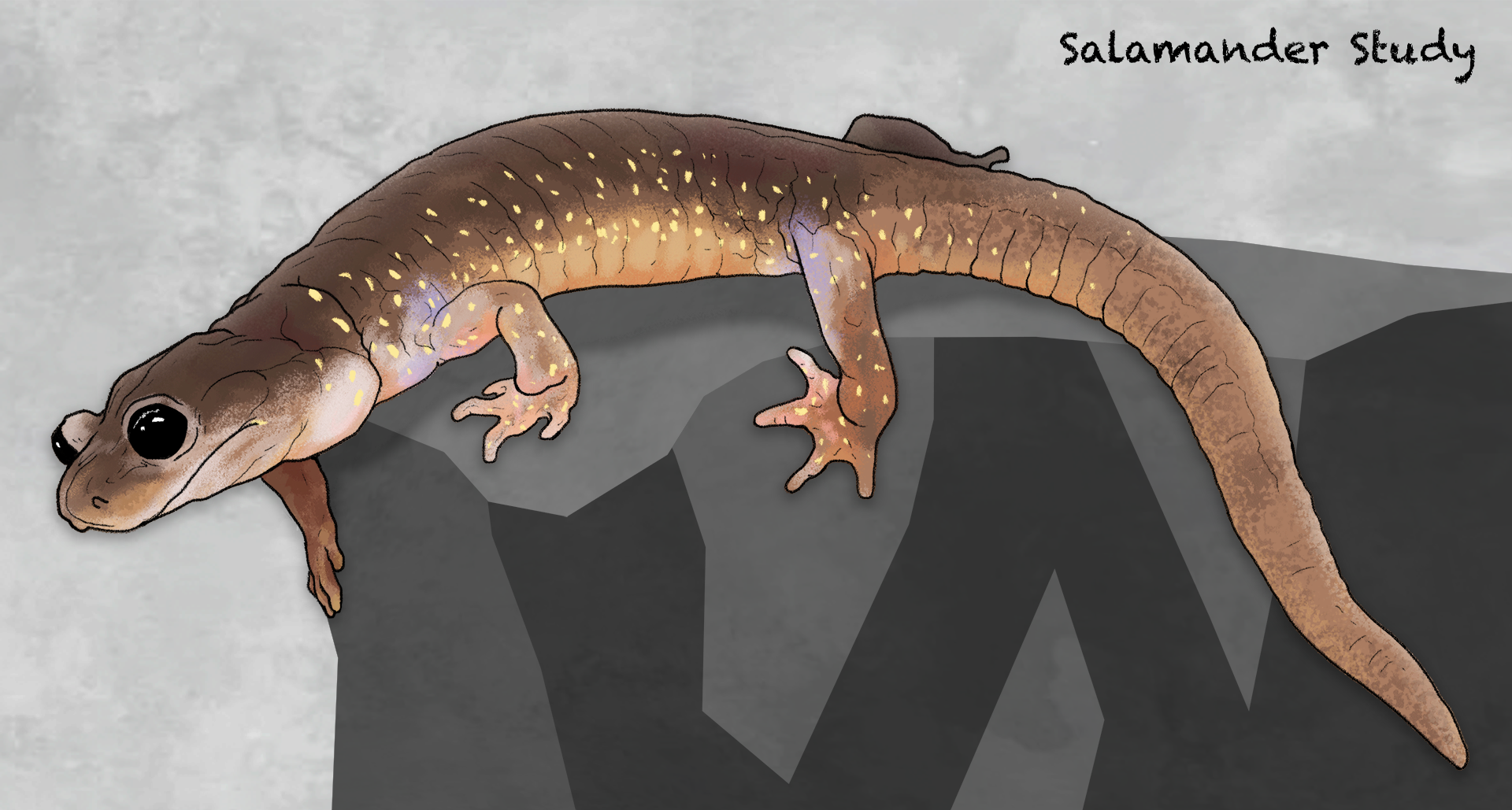 salamander-color.png