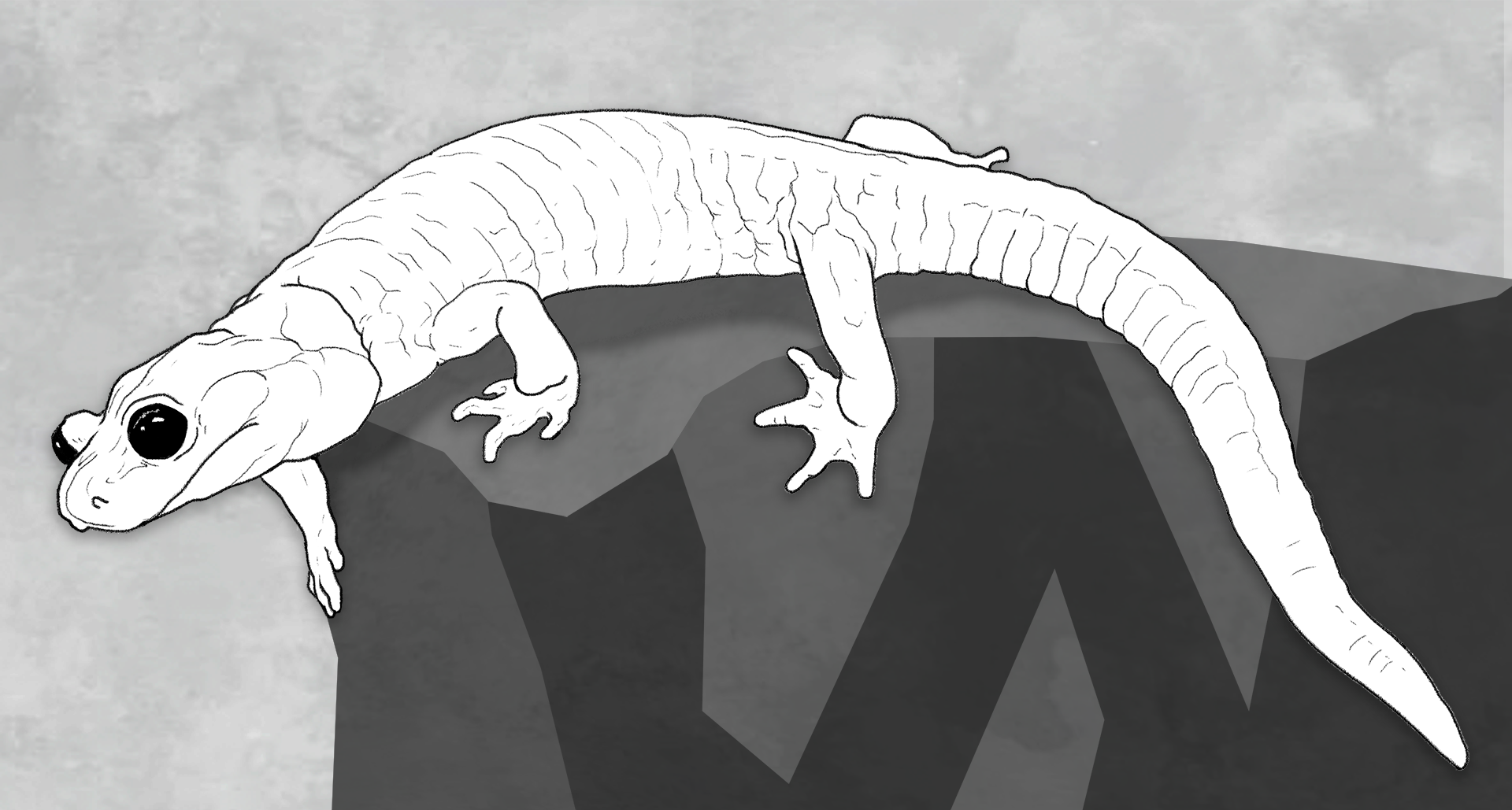 salamander-nocolor.png