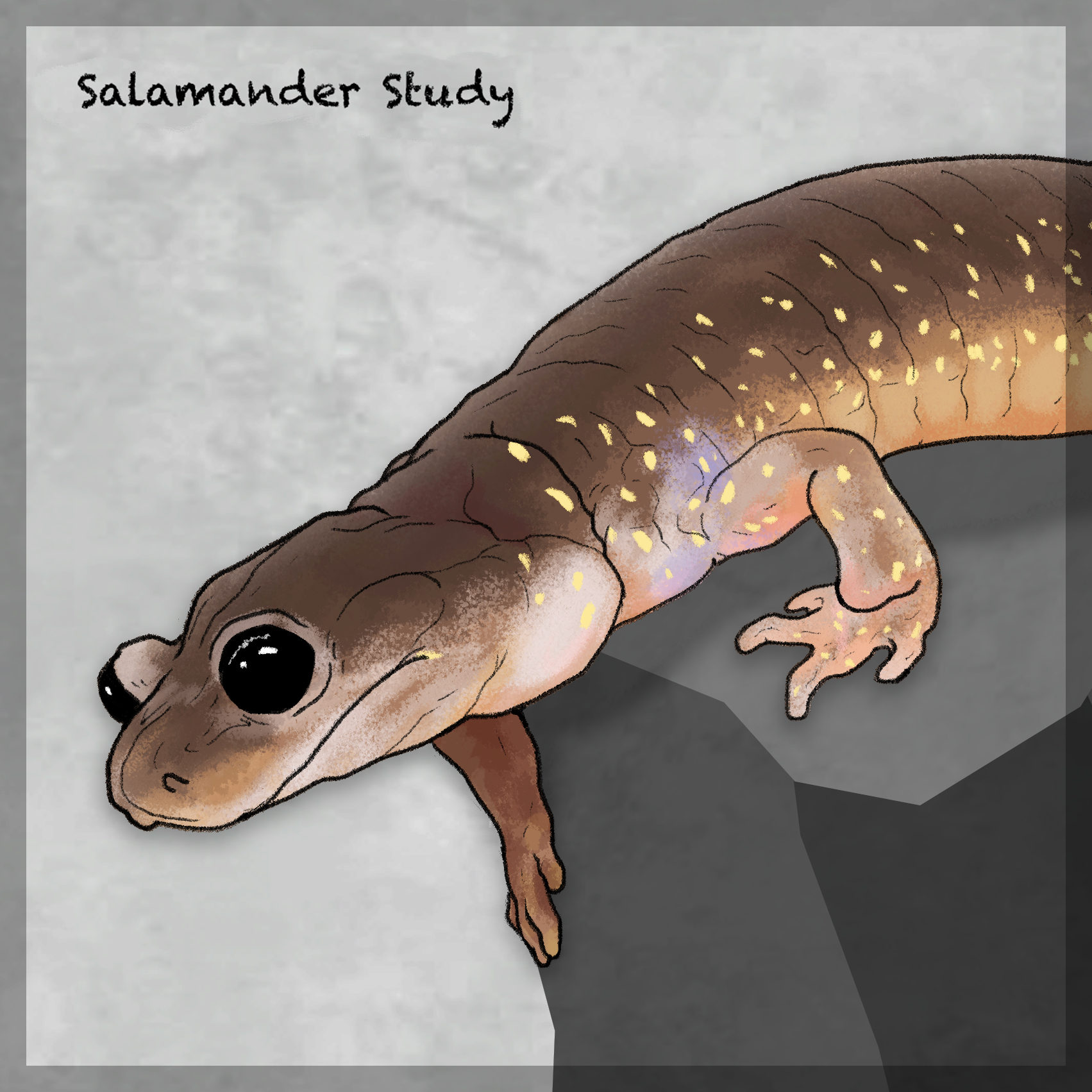 salamander icon.png