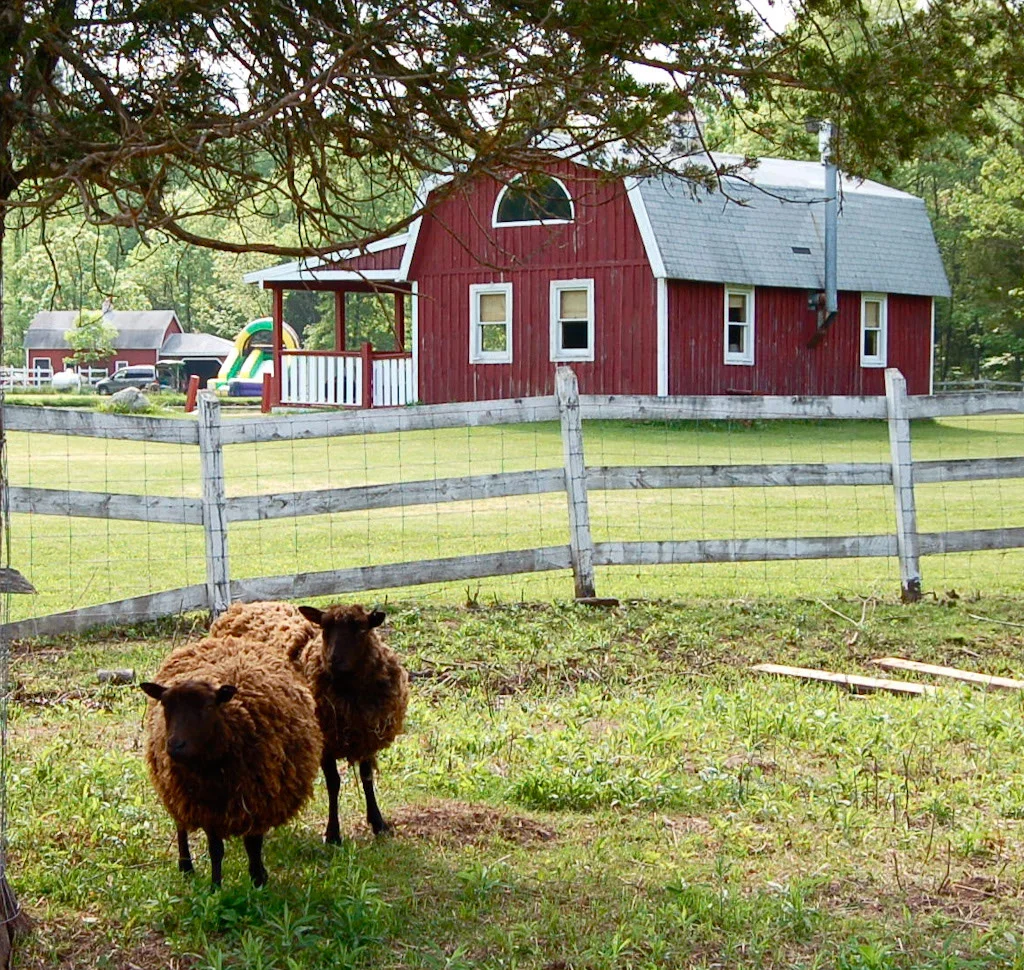 Wolly-sheet-and-the-Red-Barn.jpg