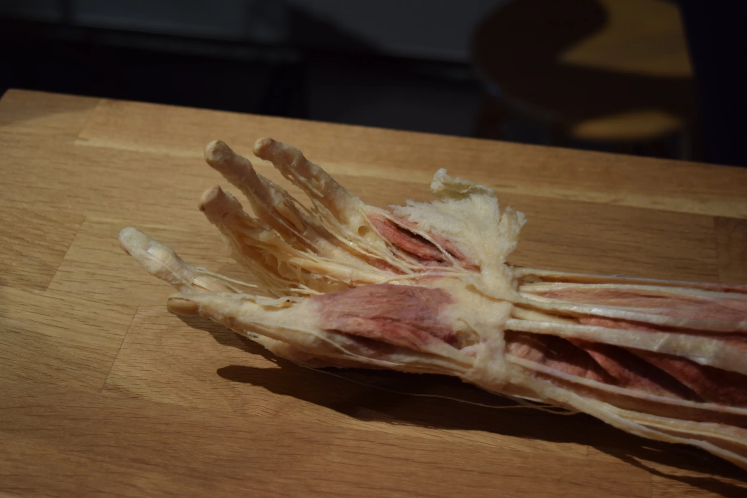 Body Worlds: Animals Inside Out