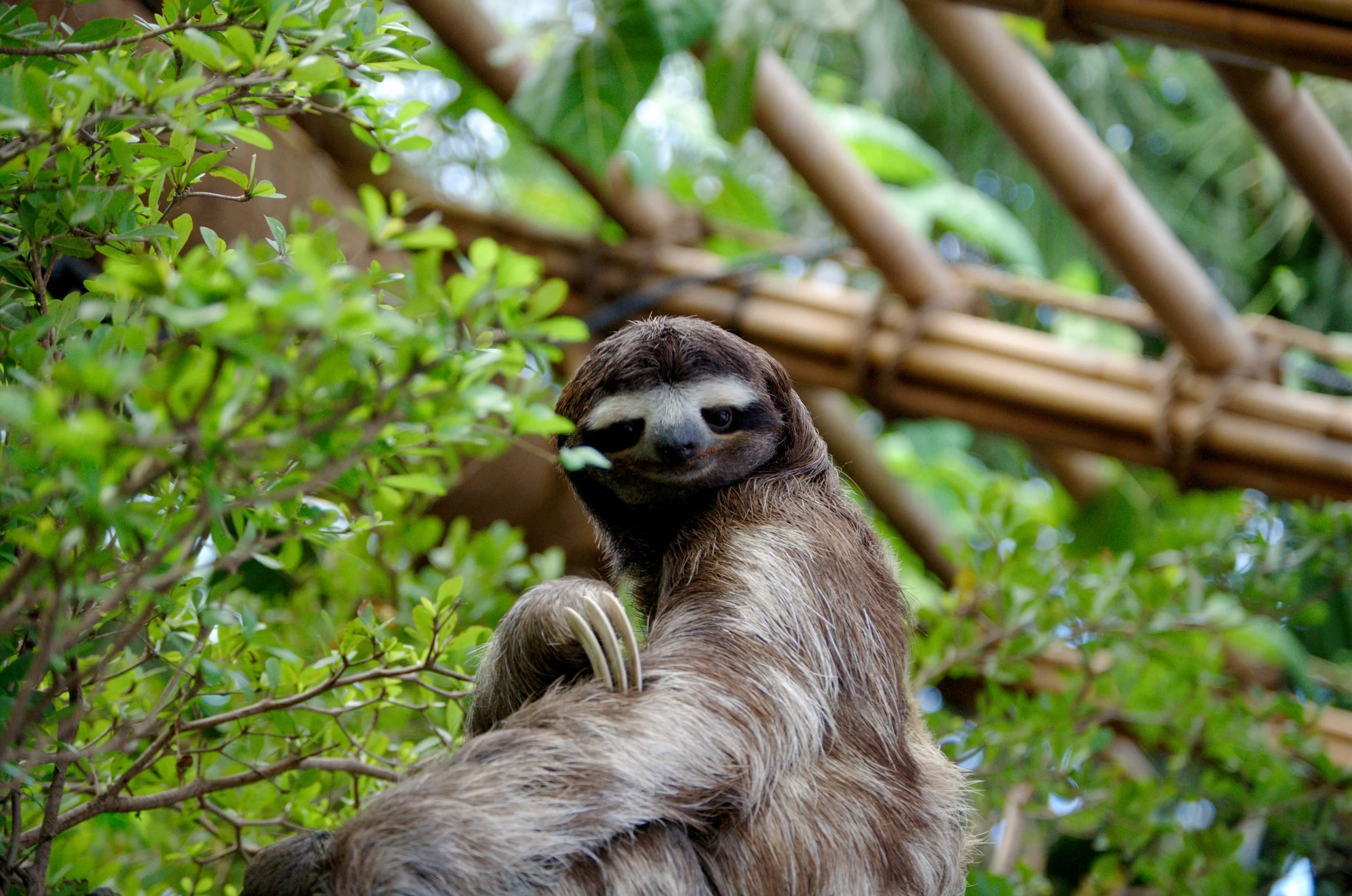 Why everyone should embrace their inner sloth