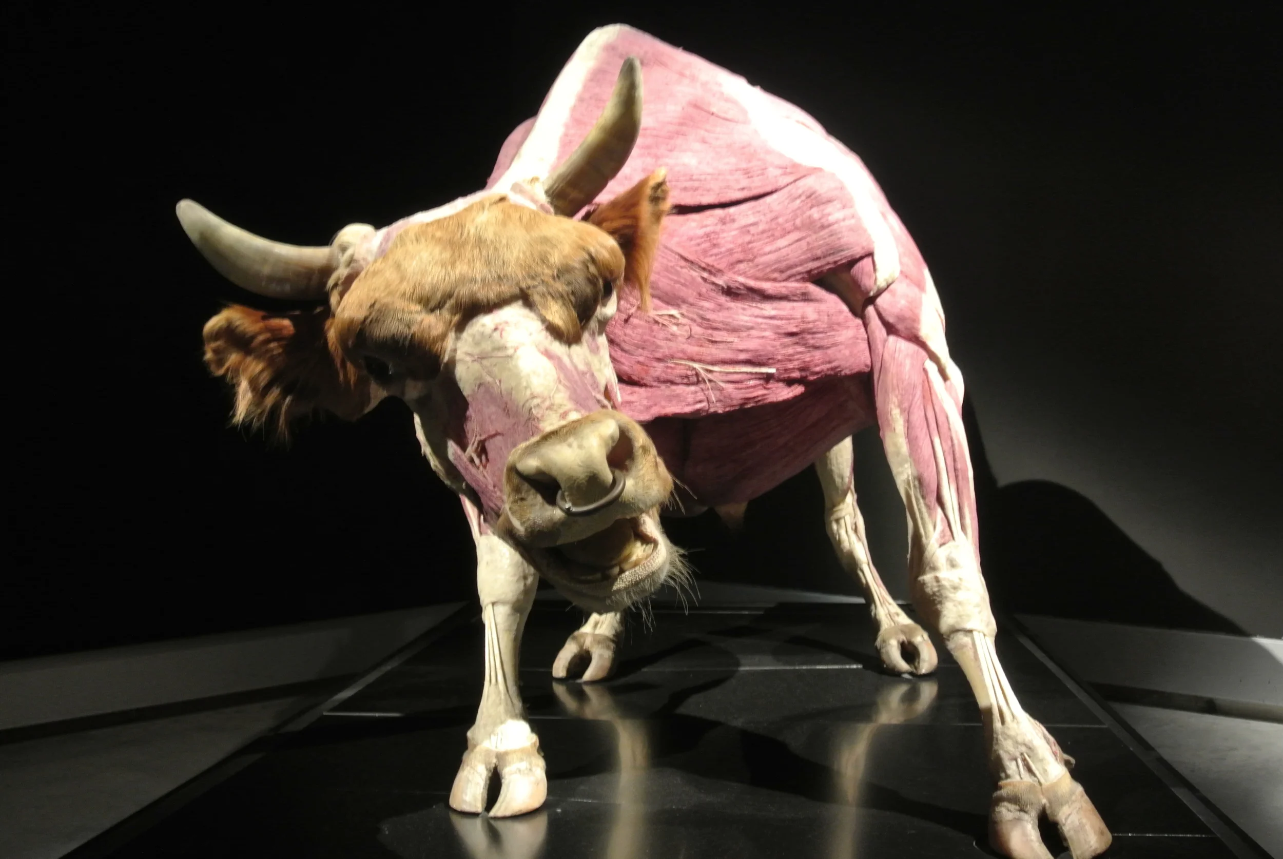 Reconsidering Body Worlds?