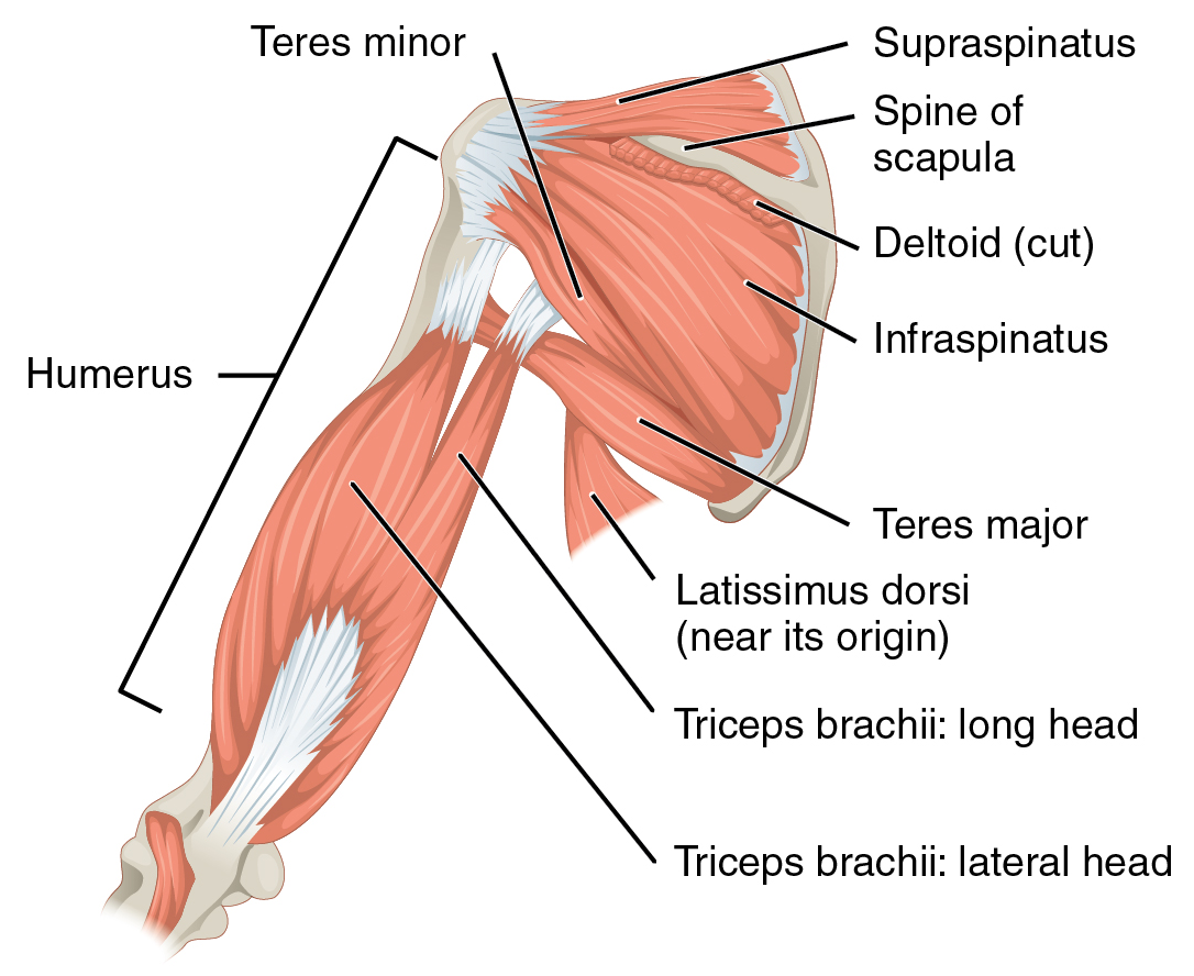 Anatomy Review: Neuroanatomy of The Shoulder
