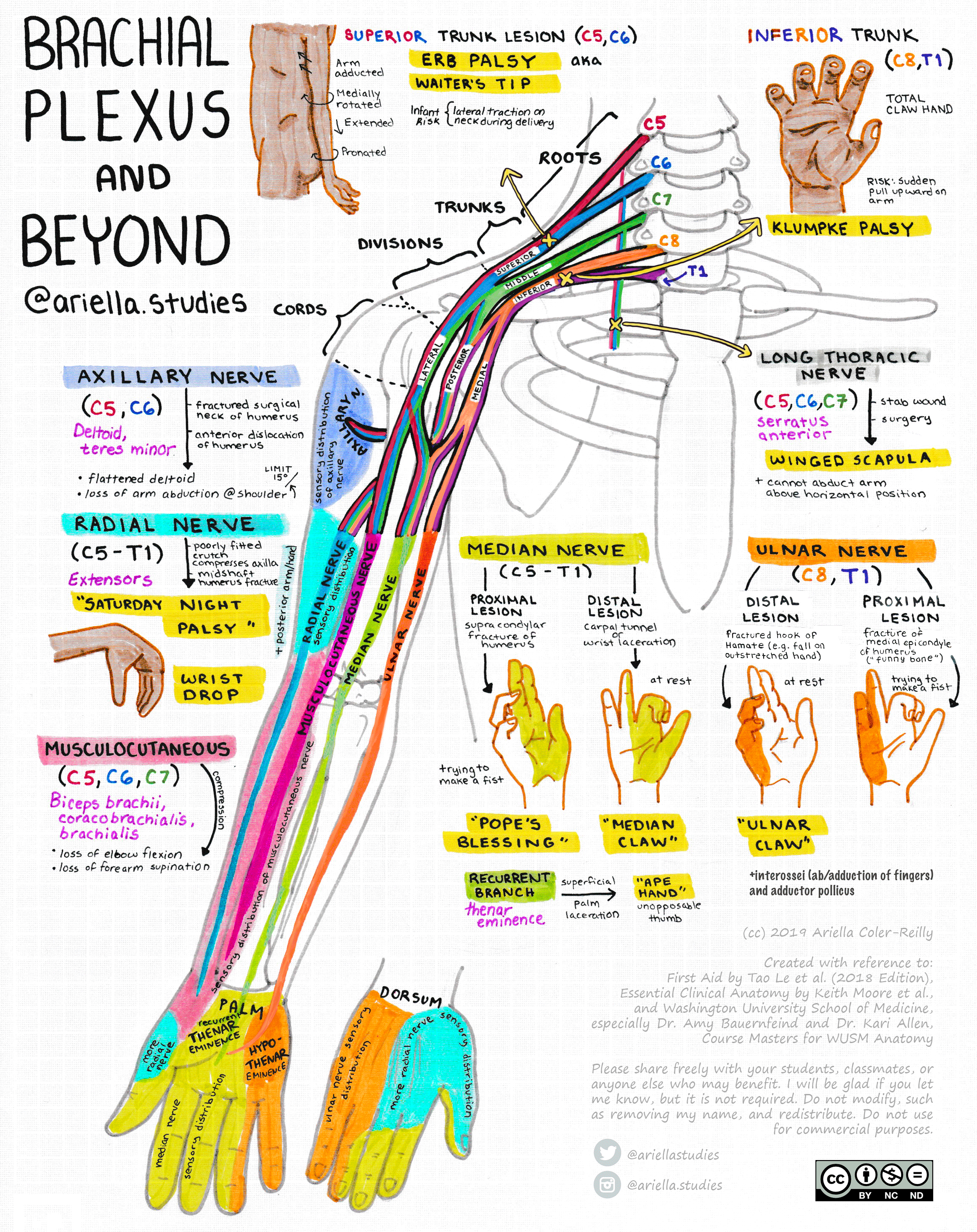 Neuroanatomy Review: The Brachial Plexus