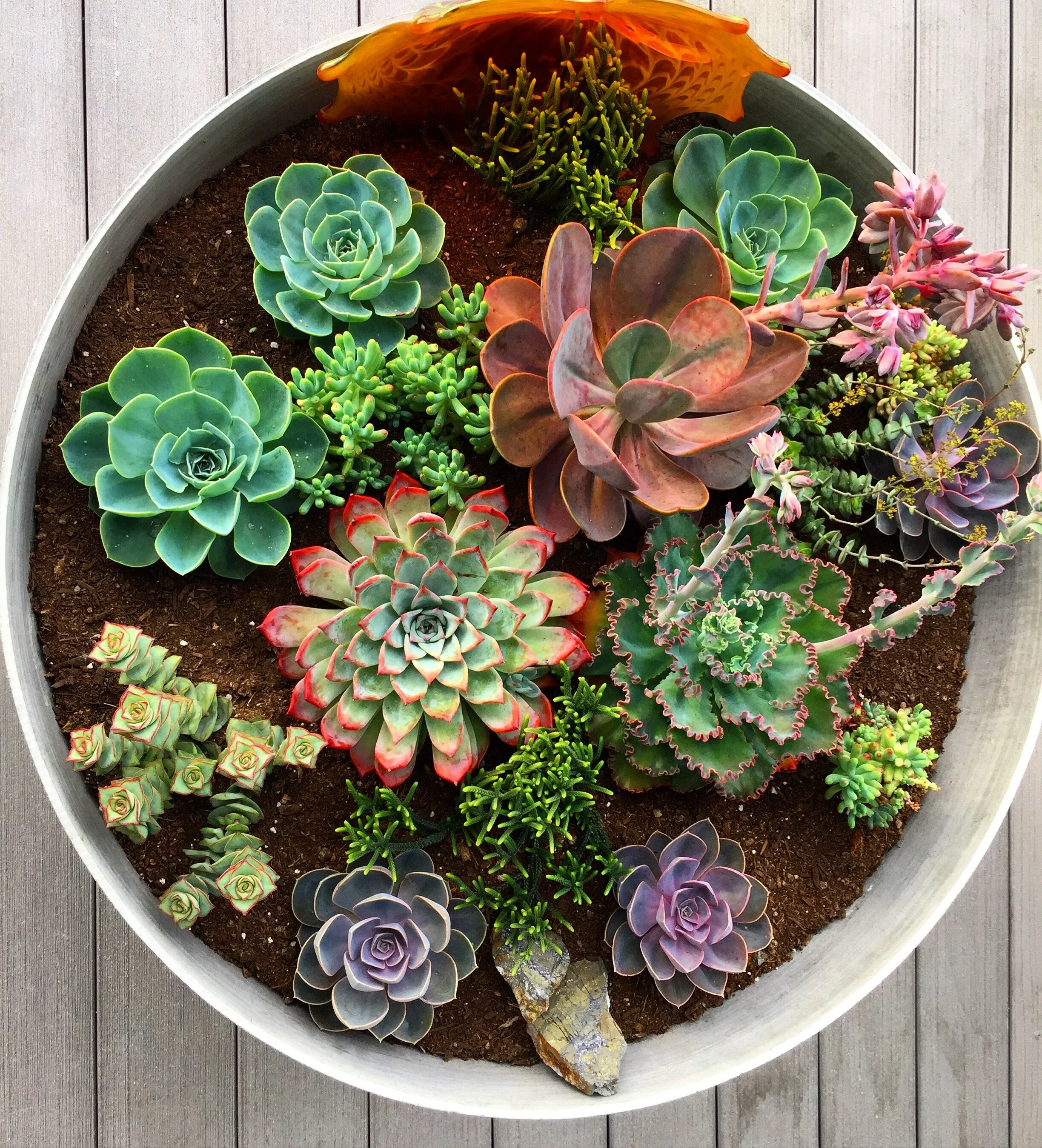 Succulants.JPG