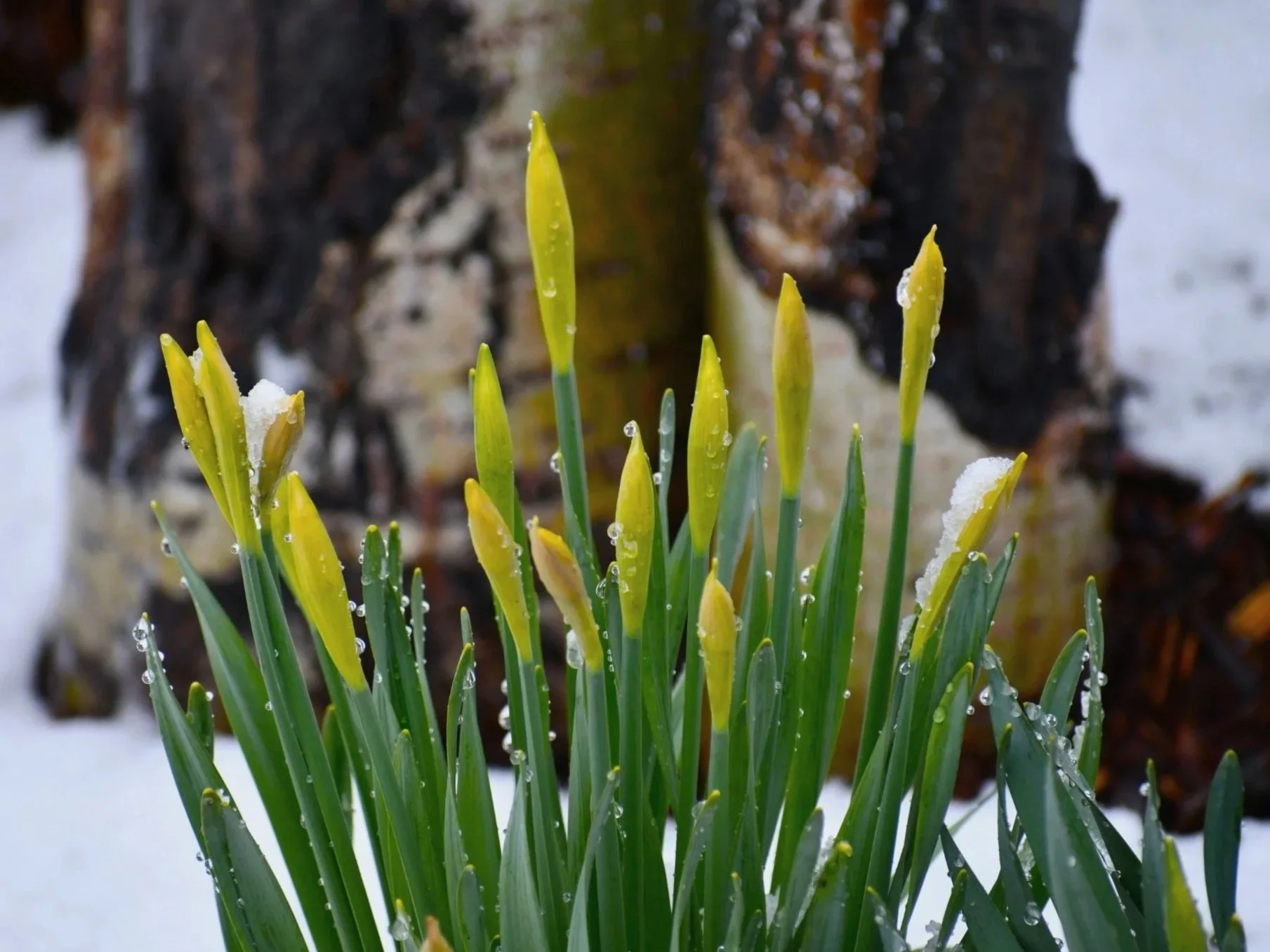 Daffodils blooming in early spring light, symbolizing renewal and awakening