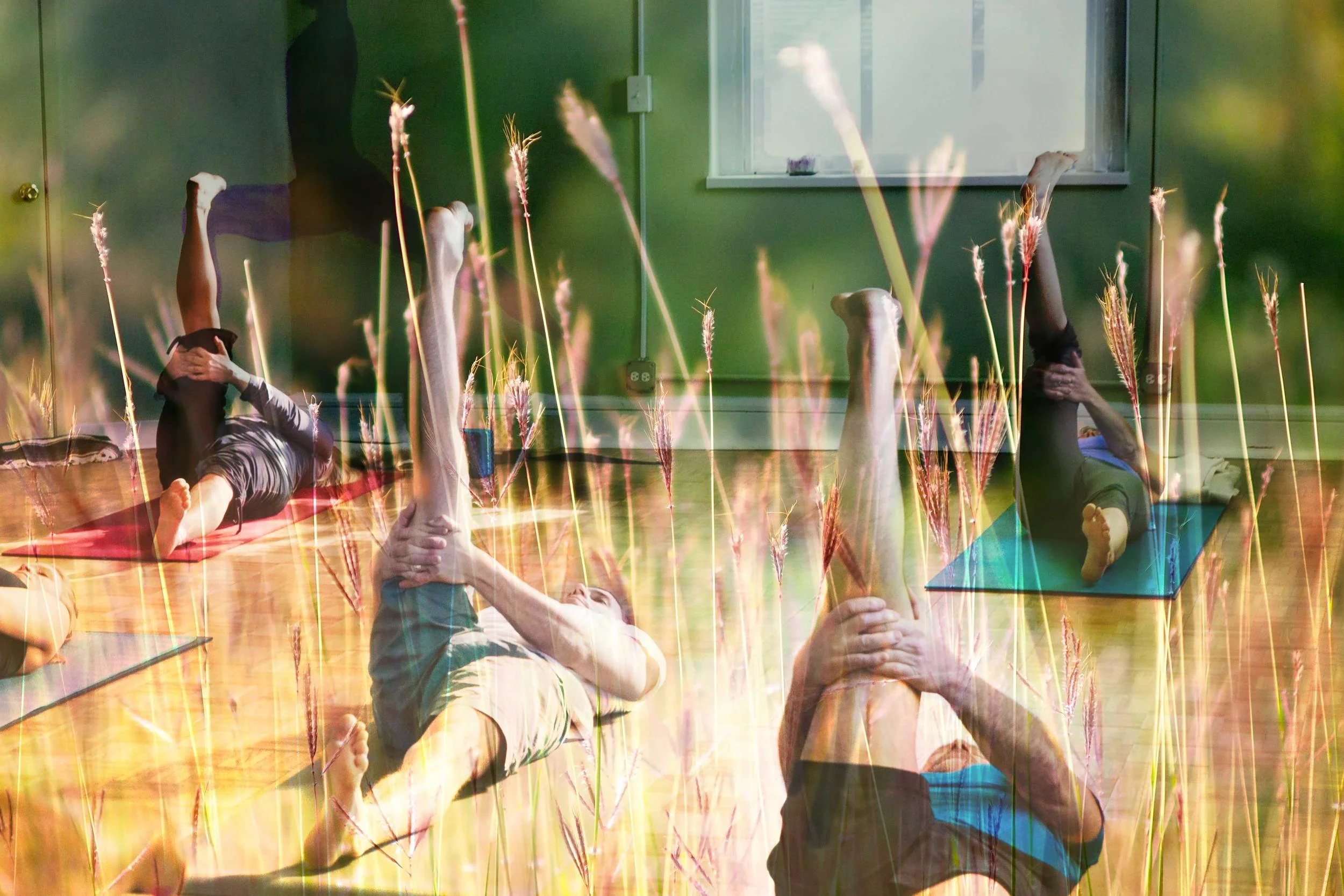 2016_yaf_grass.jpg