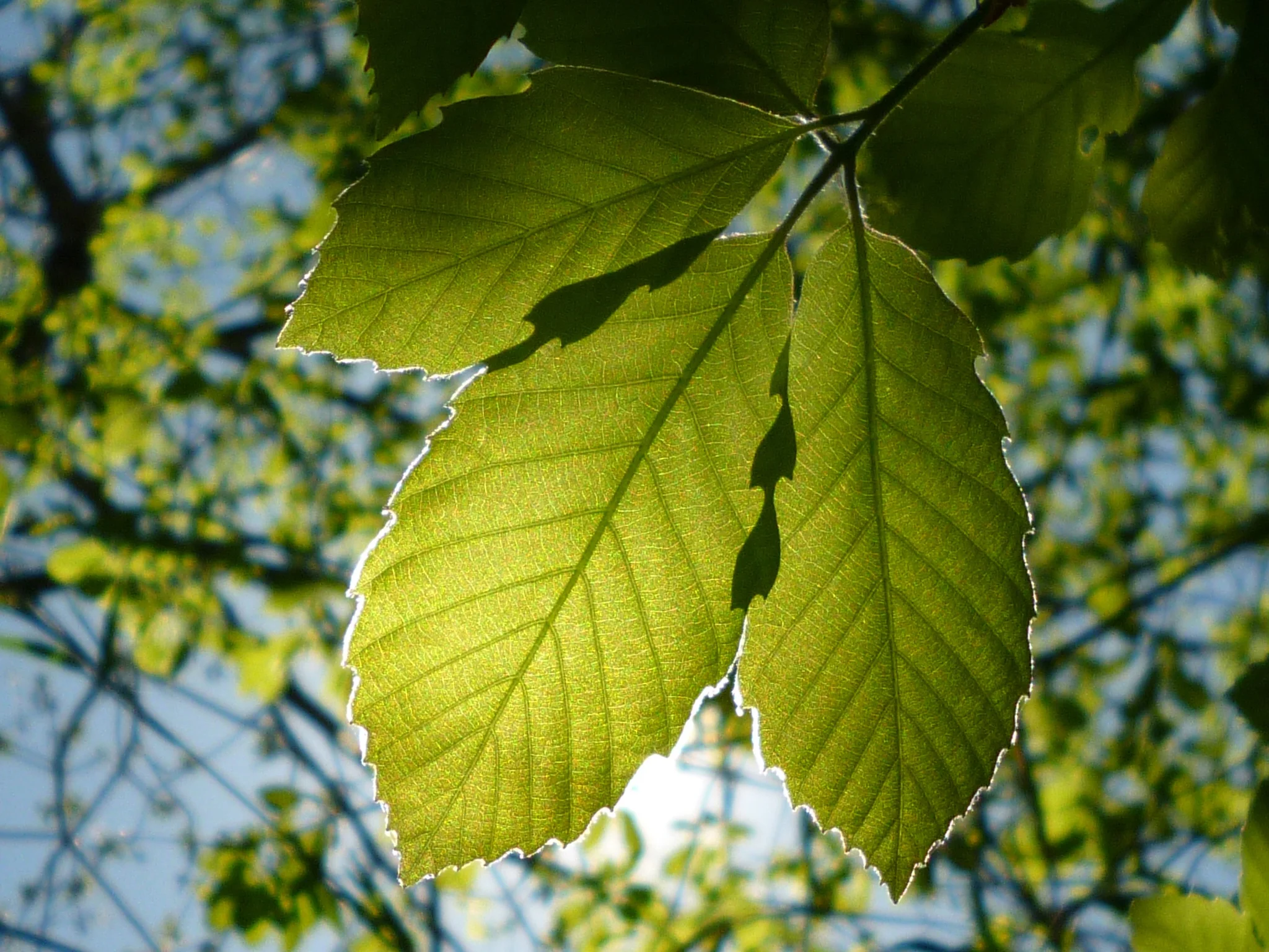 Earth Day Yoga: Benefit for the Trees