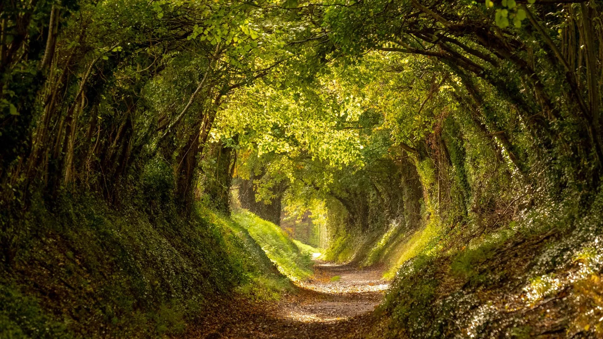 FREE Intro Session: A Mindful Journey to Self-Kindness—Zoom