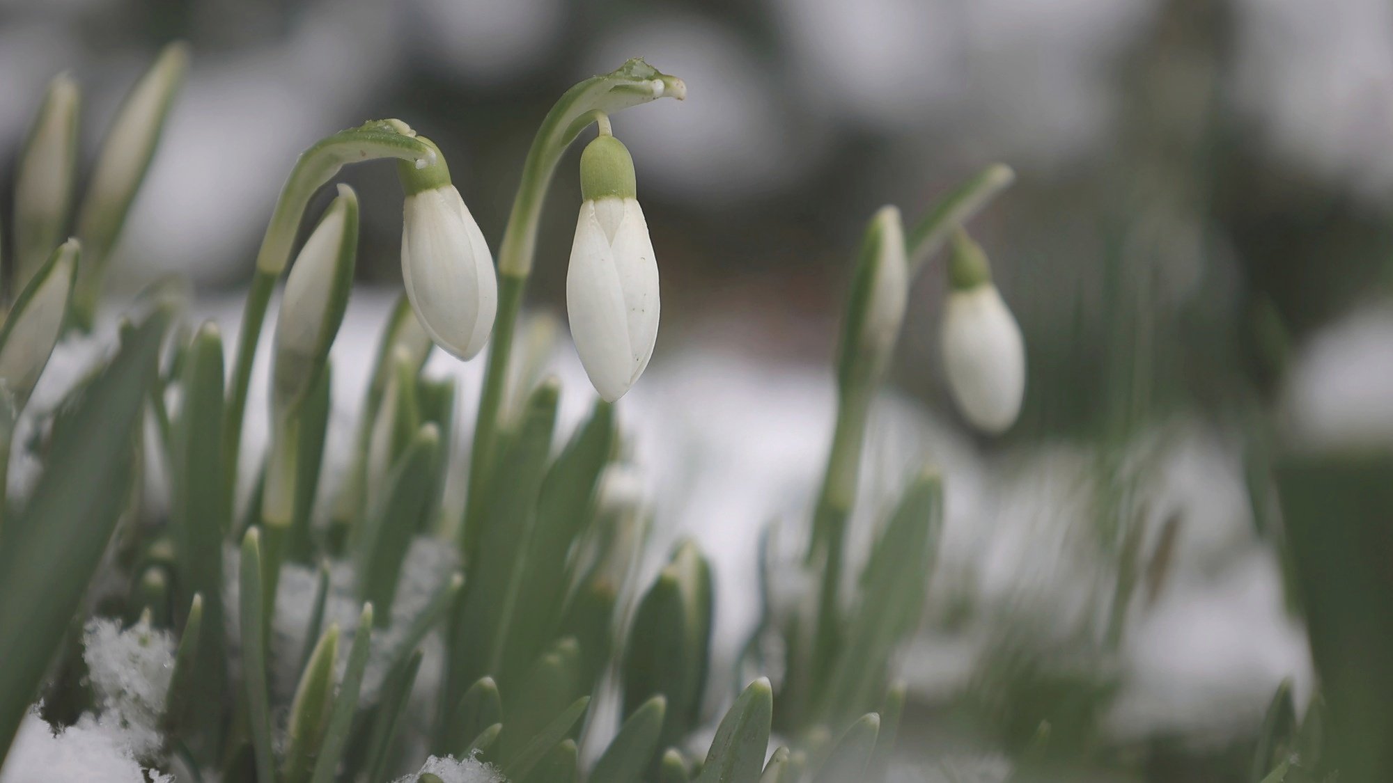 Stillness Before the Bloom