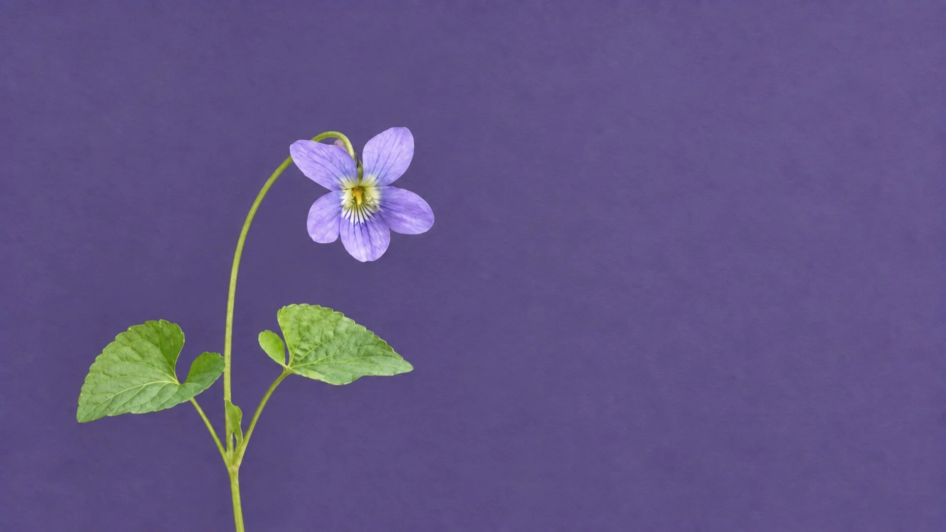 Being and Belonging: An Evening to Listen Within