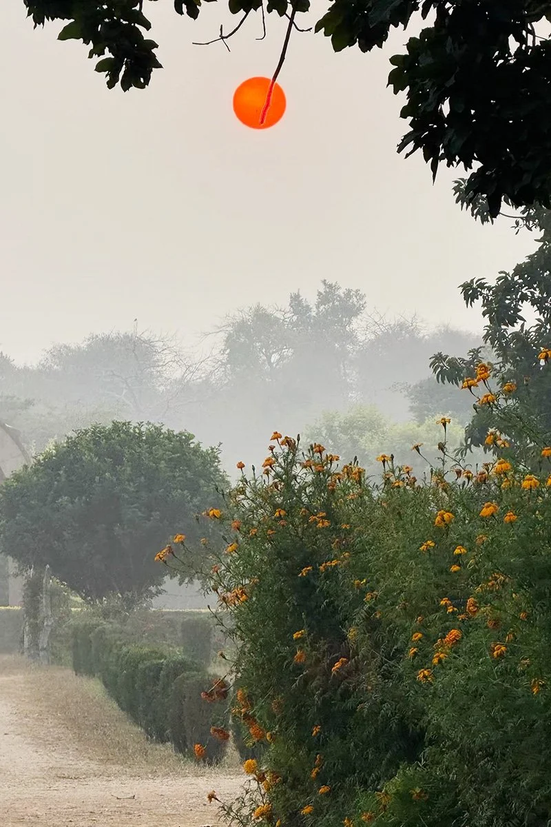 A red sun rising through mist above a garden path with trees and flowering plants.