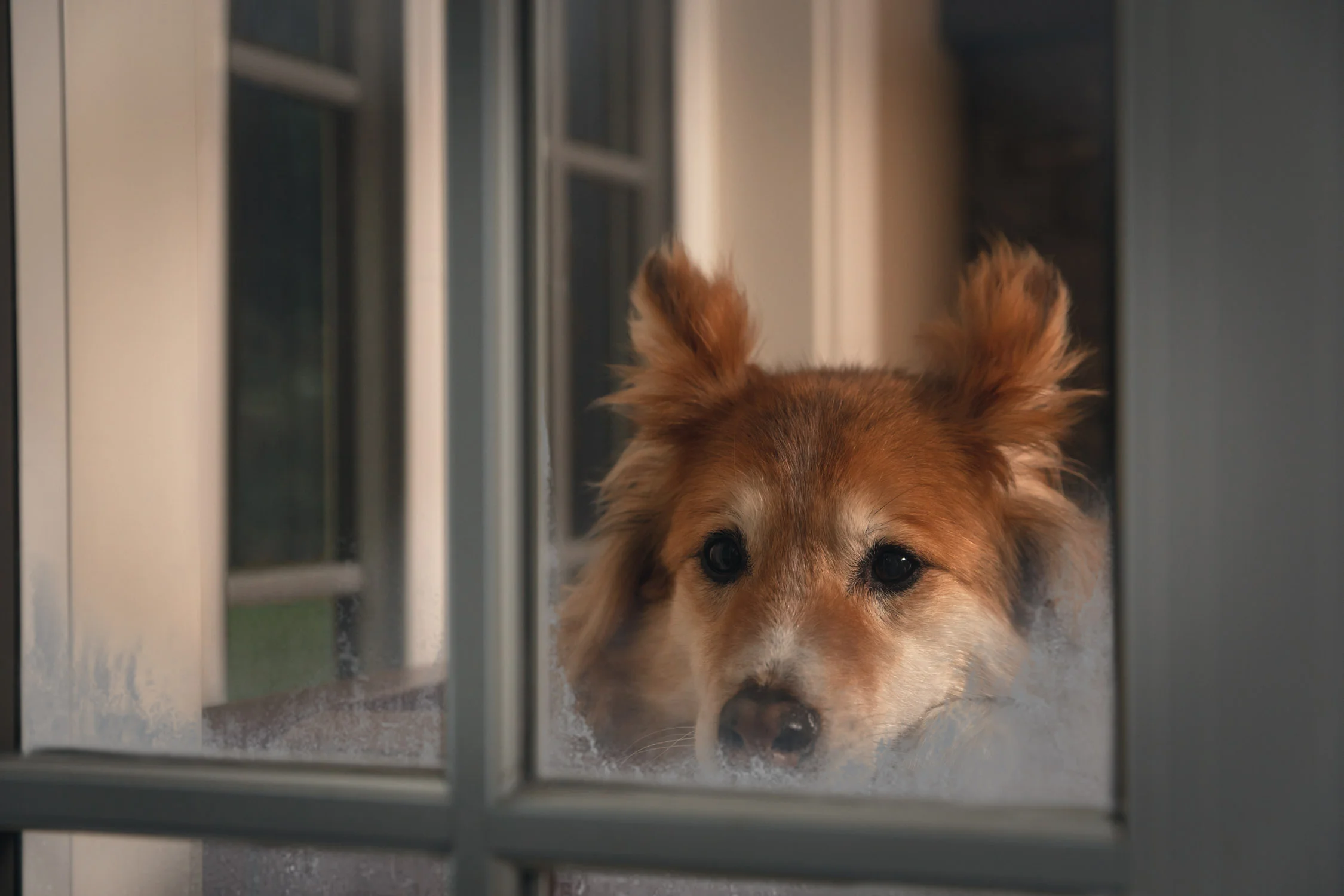 MikeSeehagel_19_LNC_DOG_HOUSE_Oct18_2123-V02.jpg