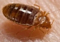 bed bug nymph