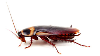 German Cockroach