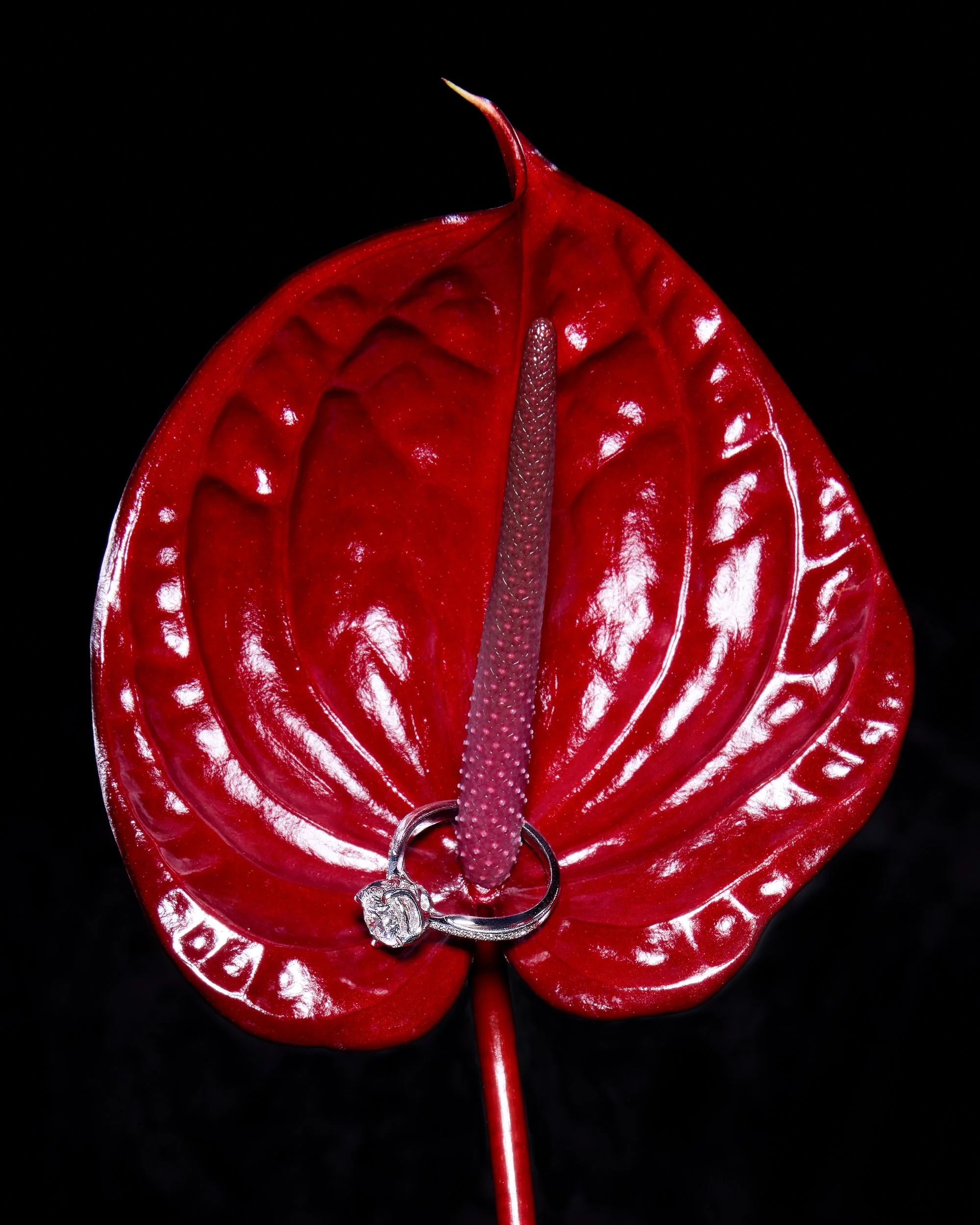 ADIF_Q4_Still_life_04_002.jpg