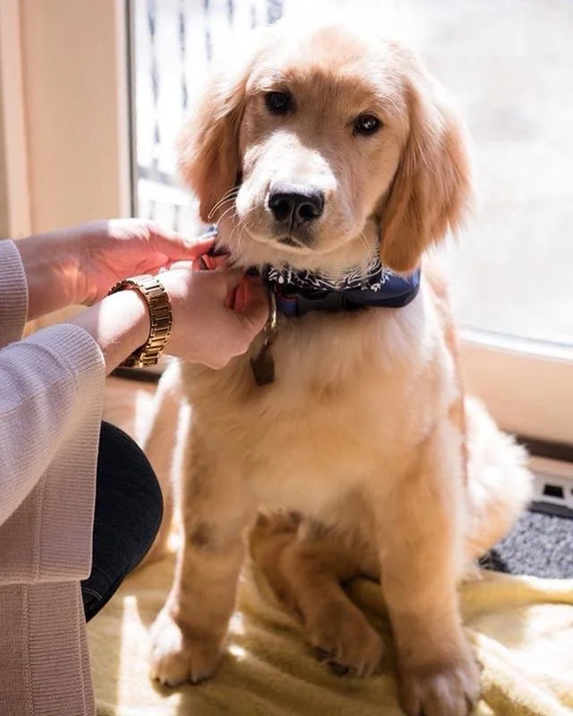 Hi everyone, our good boy, Ruben, is a top 10 finalist in the Colvin Cleaners Facebook pet photo contest - please pop over to their post on Facebook and like Ruben&rsquo;s photo. 
If he wins, we get a year of comforter cleanings - and since @stevenwi