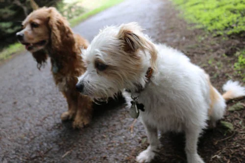 Scouting the Location for the 1st Fireside Gathering