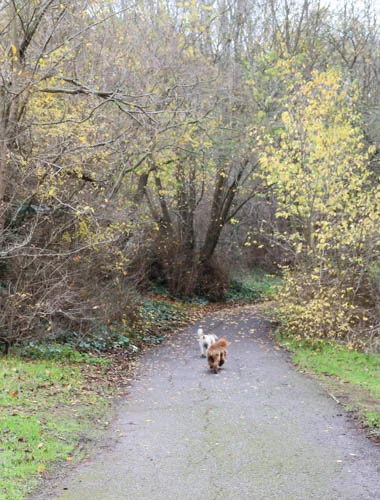 The Dogs Explore the Park.jpg