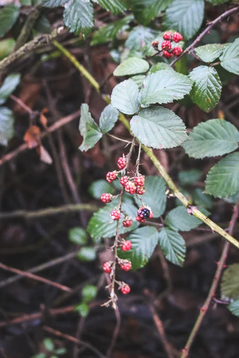 Last Hike of 2015 - thoughts on the year