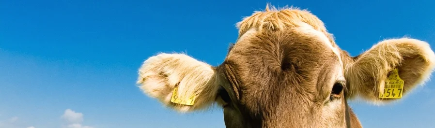 ARMM FB background  crop3.jpg