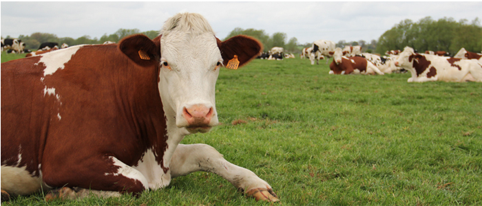 Montbéliarde cattle are a red and white pied cattle breed from the Montbéliard region of France, used mainly for dairying and particularly for cheesemaking.