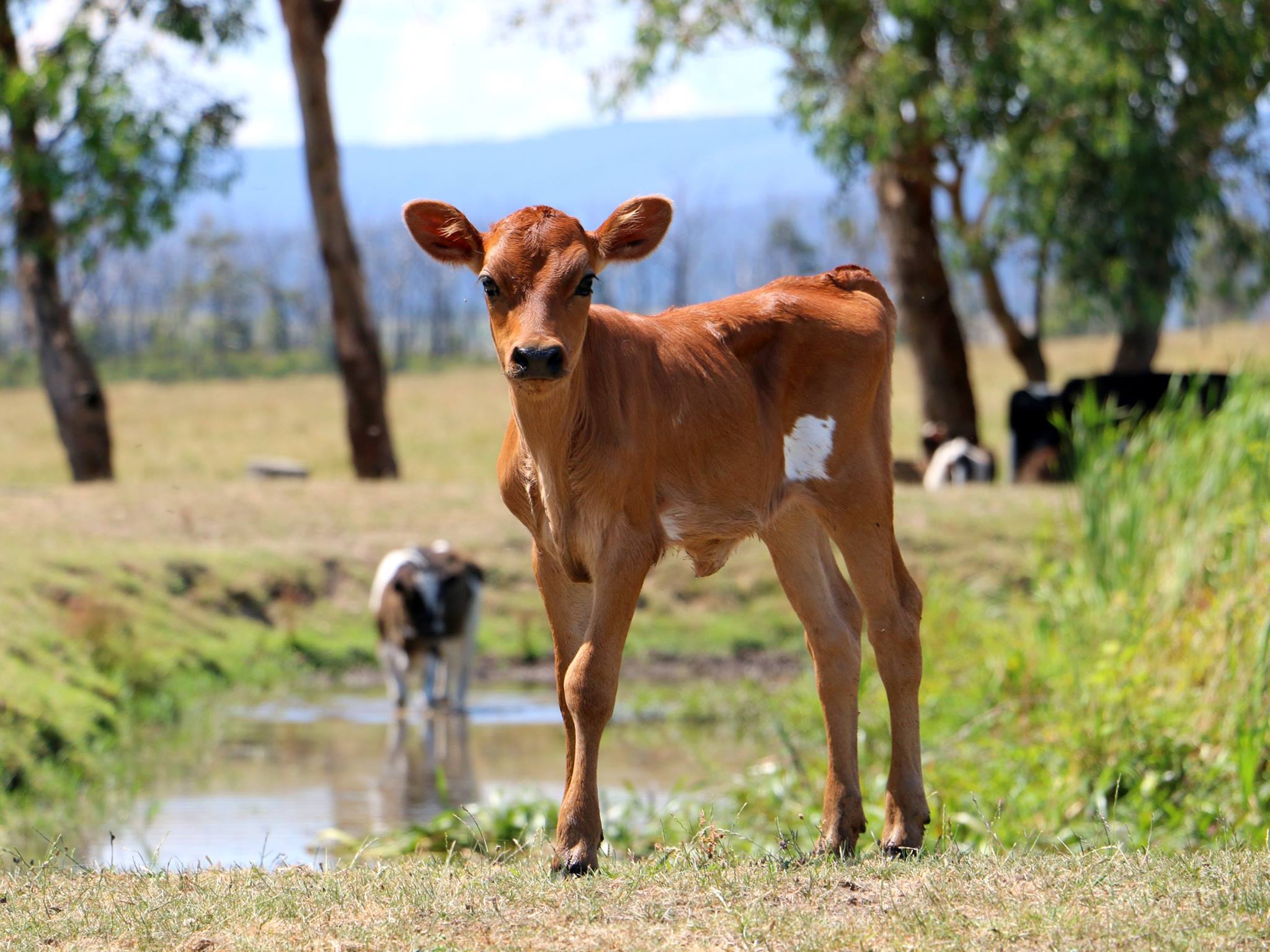 A bobby calf raised by nanny cows