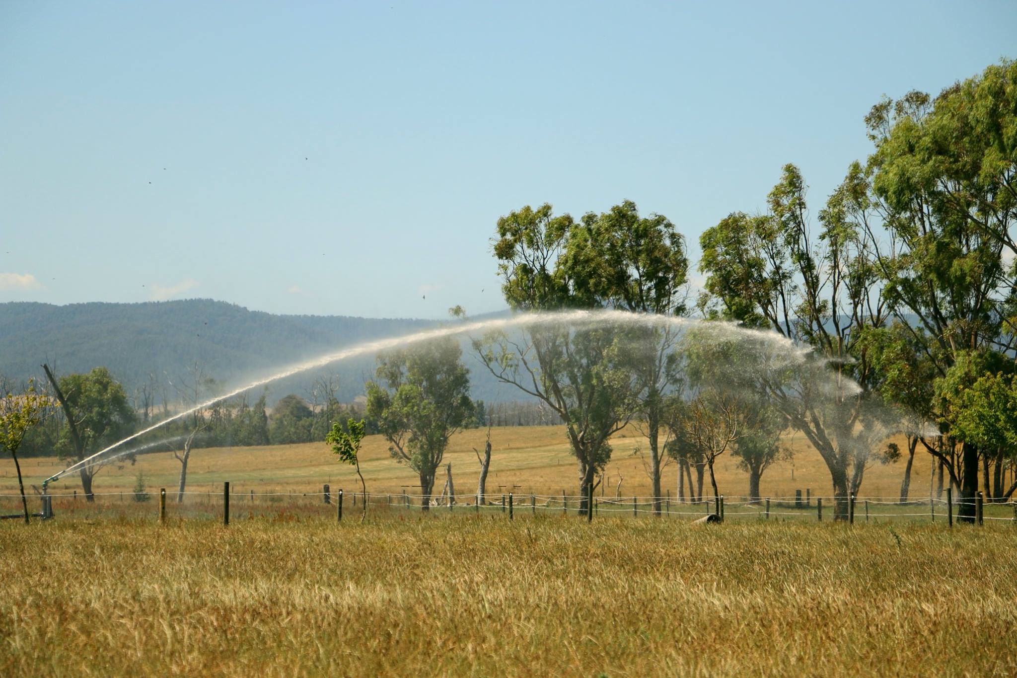 Irrigator