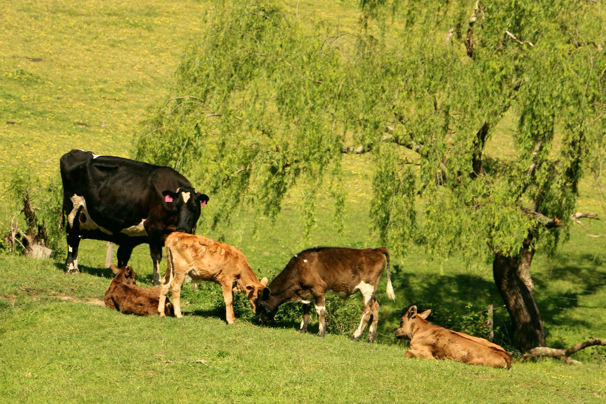 Mum and calf