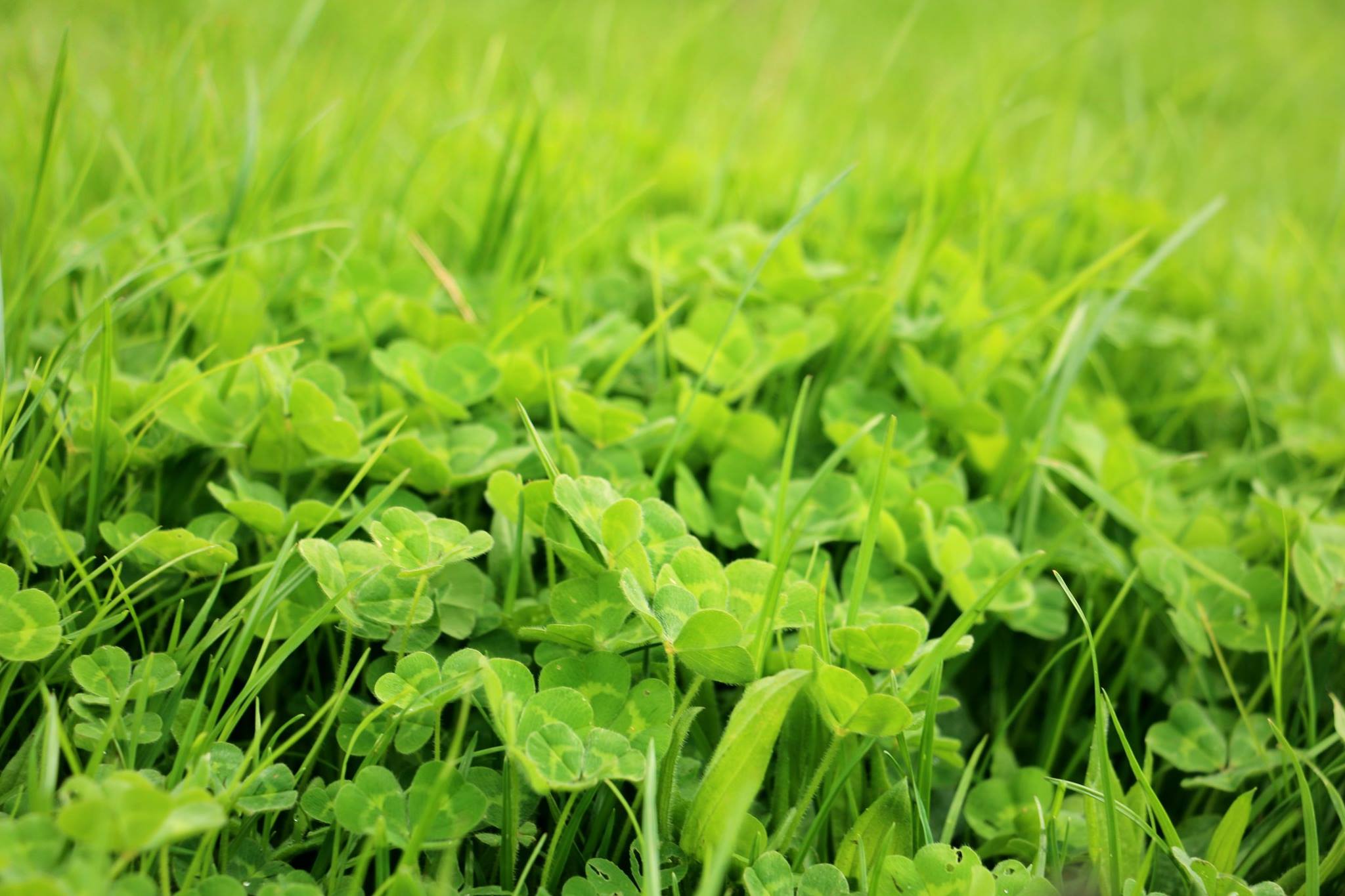 Green pasture