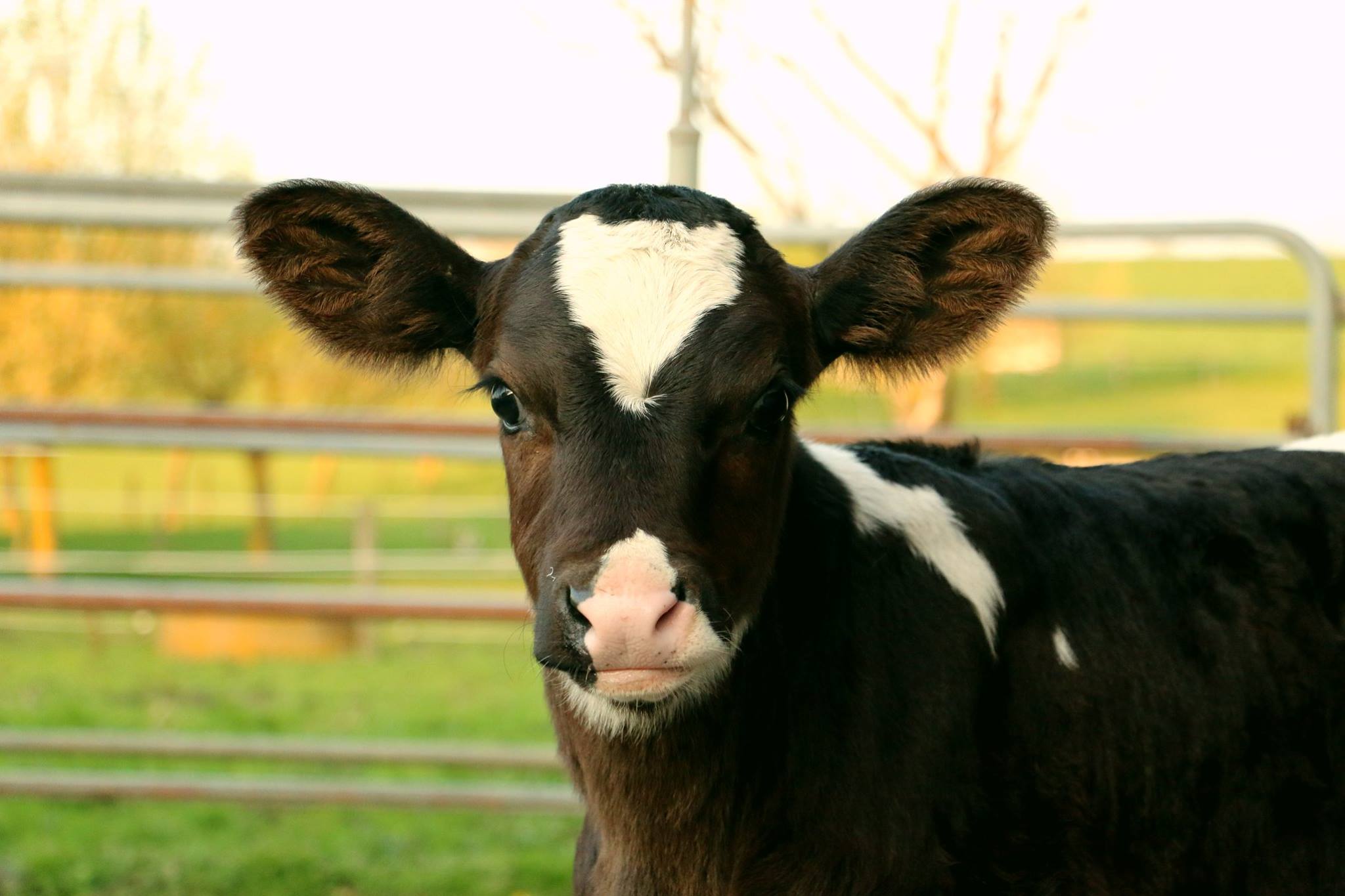 Bobby calf raised on the farm