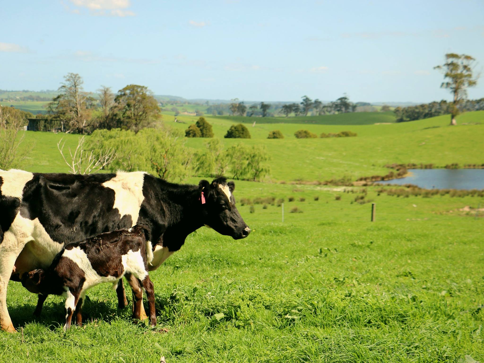 Nanny cows