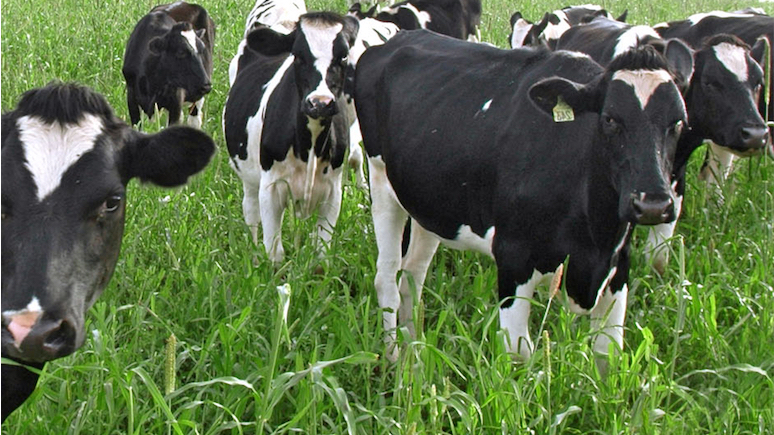 Why is Raw Milk sales banned in Australia? — Australian Raw Milk Movement