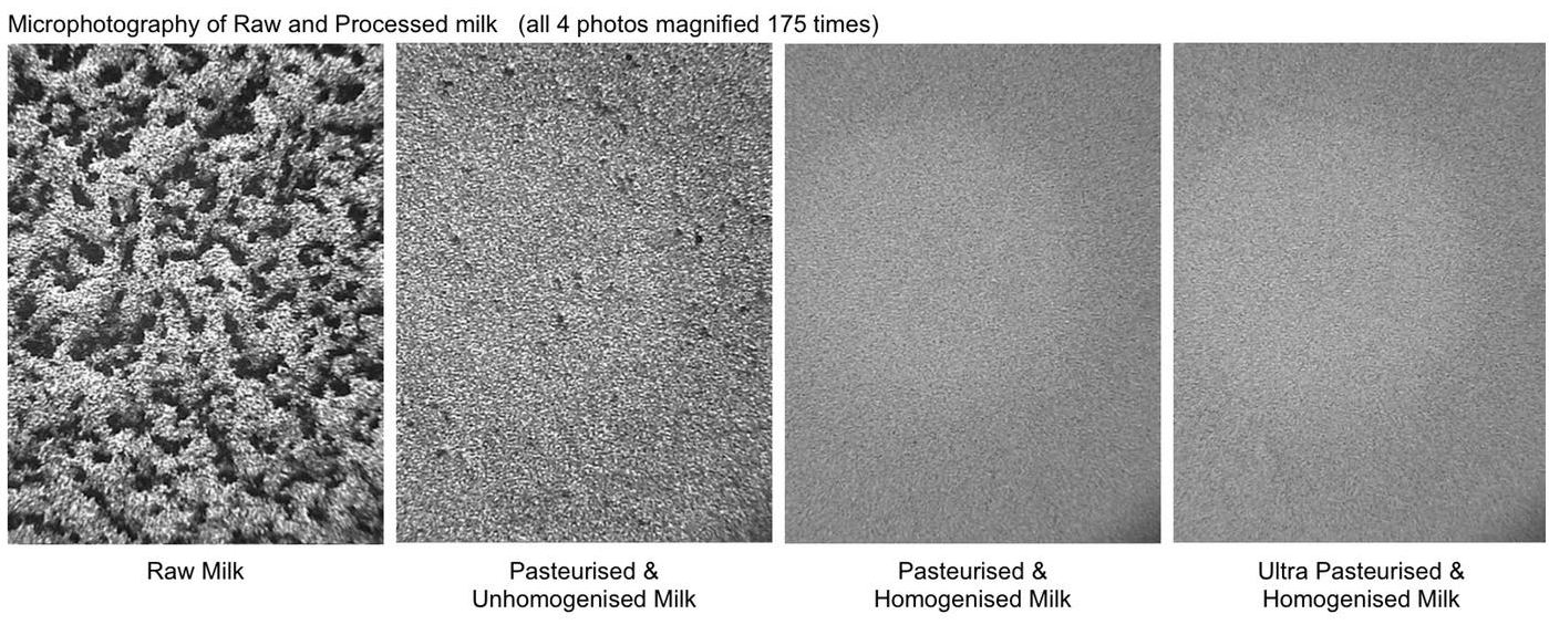 Photo: Microphotography of raw milk and processed milk. These pictures show the visible evidence of raw milk before and after it was processed. Click on image to enlarge. source