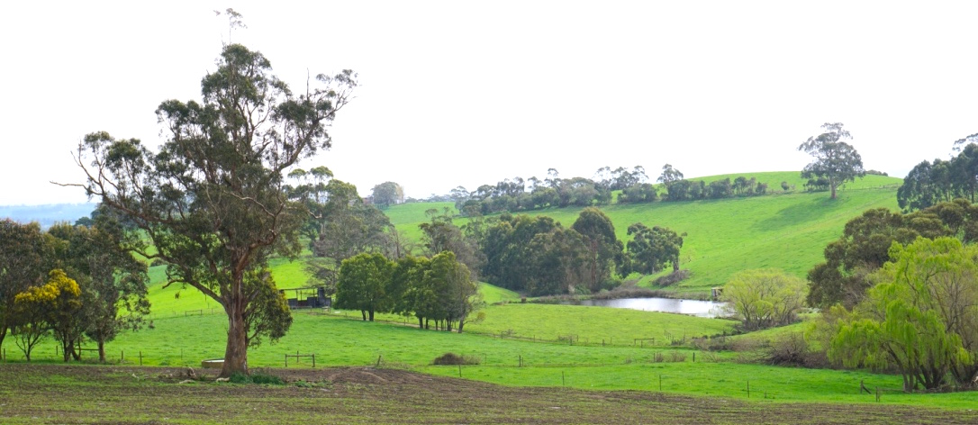Photo: a farm in Gippsland. We have the pastures and the dairy farmers to produce raw milk for human consumption.