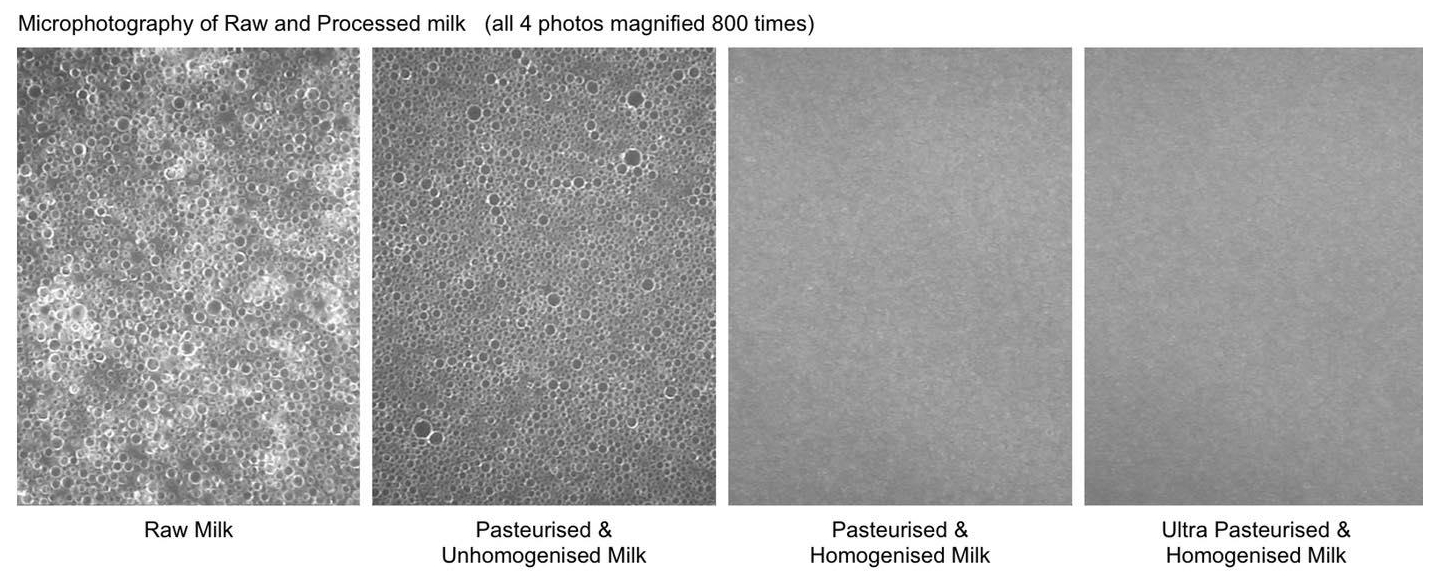 Microphotography of Raw & Processed Milk magnified 800 times (click on picture for website details of the study)