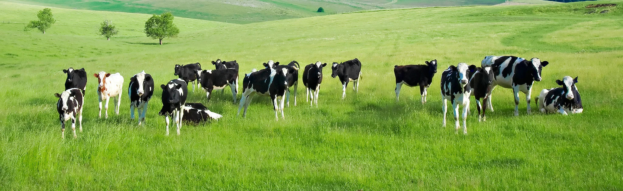 Cow-Wallpapers-2015-HD copy.jpg