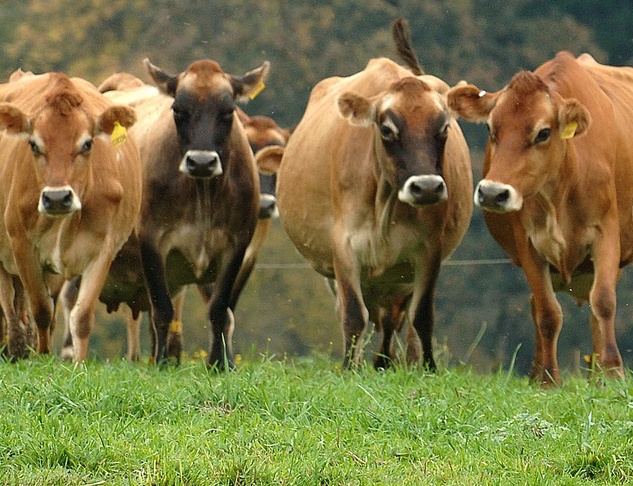 Image: Healthy, grass-fed cows on healthy pastures