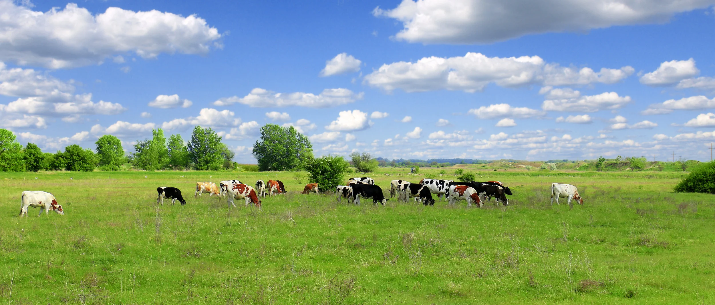 AdobeStock_149561805 copy.jpeg