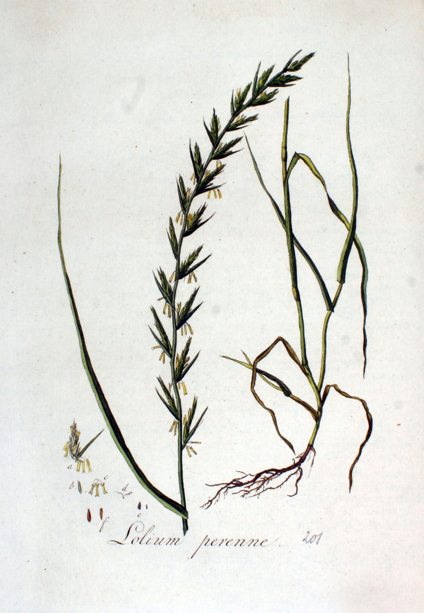 Image: Lolium perenne click to enlarge, image via Wikimedia Commons.
