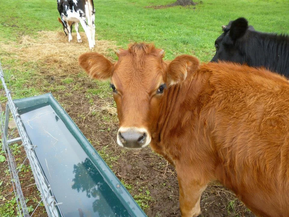 Simone growing horns